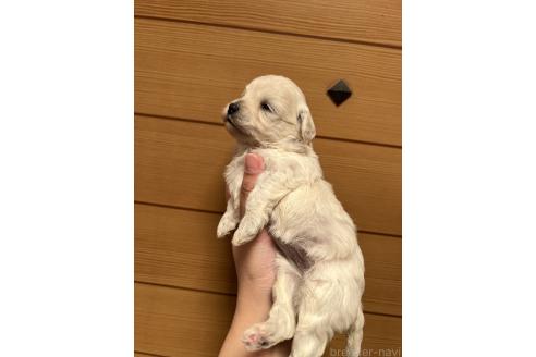 販売中の山口県のマルプー:マルチーズ×トイプードル-386376の5枚目