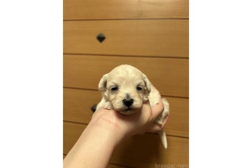販売中の山口県のマルプー:マルチーズ×トイプードル-386376の4枚目