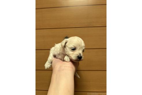 販売中の山口県のマルプー:マルチーズ×トイプードル-386376の3枚目