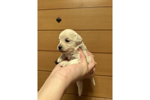 販売中の山口県のマルプー:マルチーズ×トイプードル-386376の2枚目