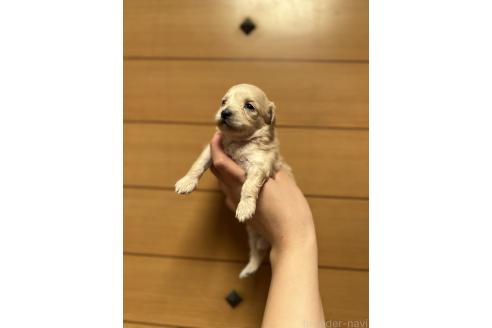 販売中の山口県のマルプー:マルチーズ×トイプードル-386377の5枚目