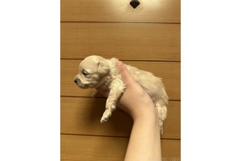 販売中の山口県のマルプー:マルチーズ×トイプードル-386377の3枚目