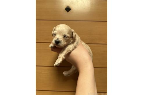 販売中の山口県のマルプー:マルチーズ×トイプードル-386377の2枚目