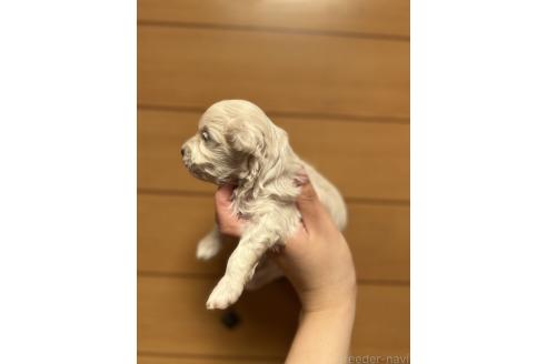 販売中の山口県のマルプー:マルチーズ×トイプードル-386378の8枚目