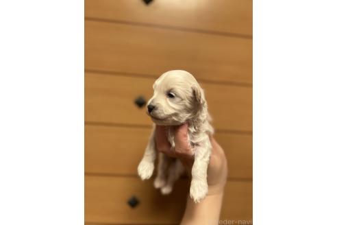 販売中の山口県のマルプー:マルチーズ×トイプードル-386378の7枚目