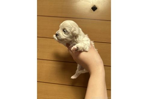 販売中の山口県のマルプー:マルチーズ×トイプードル-386378の6枚目