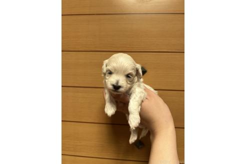 販売中の山口県のマルプー:マルチーズ×トイプードル-386378の5枚目