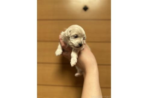 販売中の山口県のマルプー:マルチーズ×トイプードル-386378の3枚目