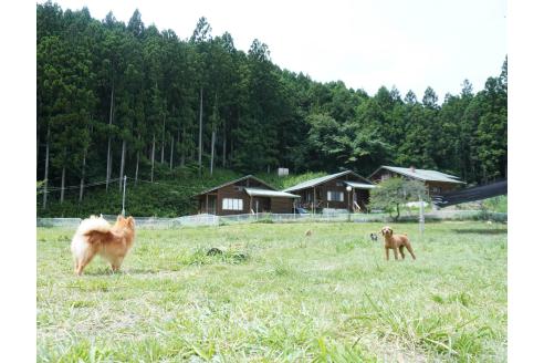 販売中の群馬県のトイプードル-386208の2枚目