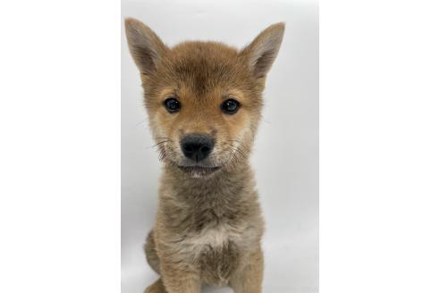 販売中の千葉県の柴犬-378728