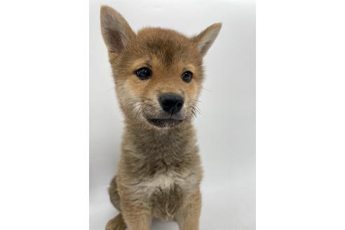 成約済の千葉県の柴犬-378728の9枚目