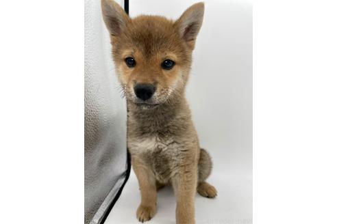 成約済の千葉県の柴犬-378728の8枚目