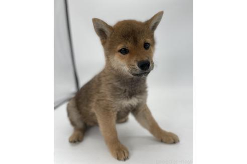 成約済の千葉県の柴犬-378728の7枚目