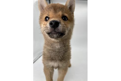 成約済の千葉県の柴犬-378728の6枚目