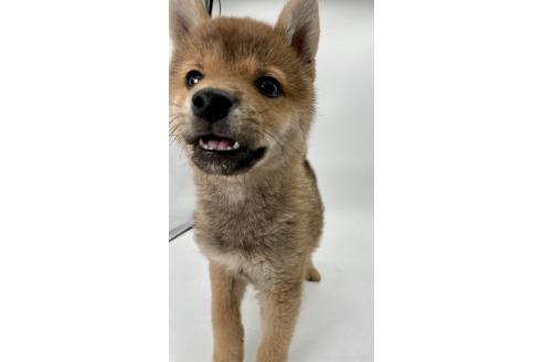 成約済の千葉県の柴犬-378728の5枚目
