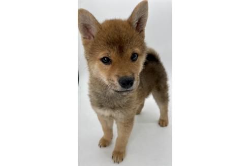 成約済の千葉県の柴犬-378728の4枚目