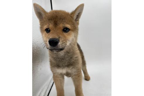 成約済の千葉県の柴犬-378728の3枚目
