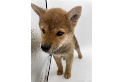 成約済の千葉県の柴犬-378728の2枚目