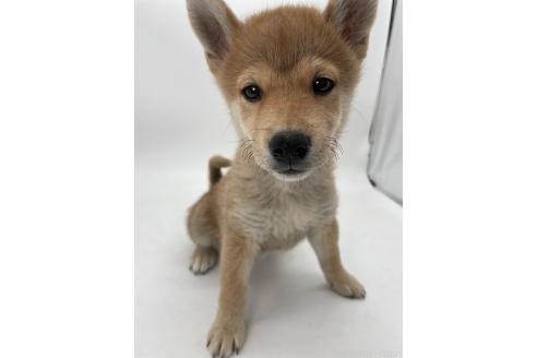 販売中の千葉県の柴犬-386381の9枚目