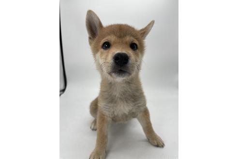 販売中の千葉県の柴犬-386381の8枚目