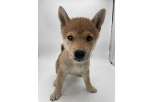 販売中の千葉県の柴犬-386381の7枚目