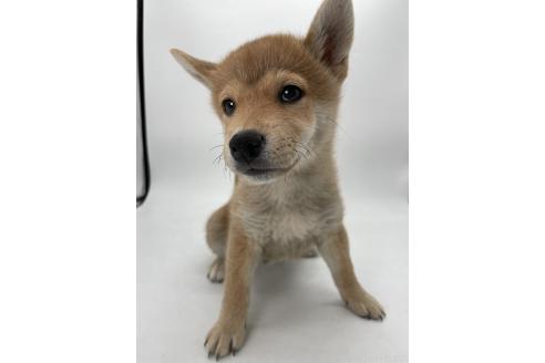 販売中の千葉県の柴犬-386381の6枚目