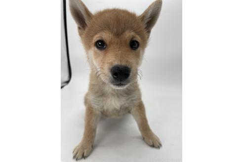販売中の千葉県の柴犬-386381の5枚目