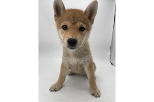 販売中の千葉県の柴犬-386381の4枚目