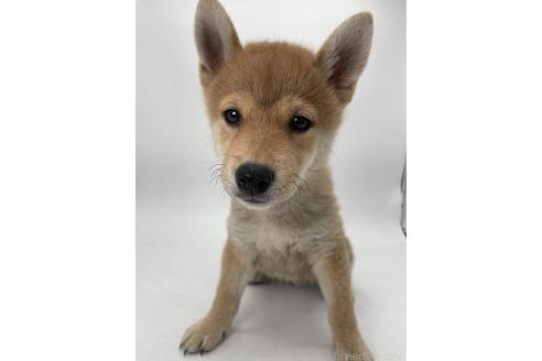販売中の千葉県の柴犬-386381の3枚目