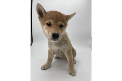 販売中の千葉県の柴犬-386381の2枚目