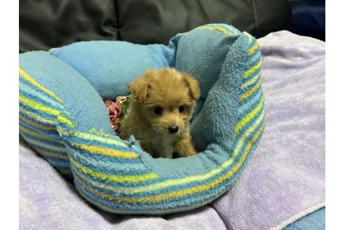 販売中の栃木県のミックス犬-386382の4枚目