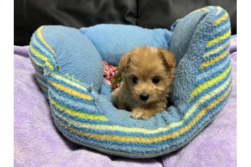販売中の栃木県のミックス犬-386382の3枚目