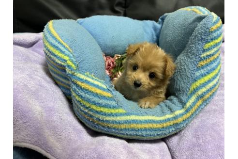 販売中の栃木県のミックス犬-386382の2枚目