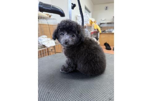 成約済の栃木県のタイニープードル-382424の4枚目