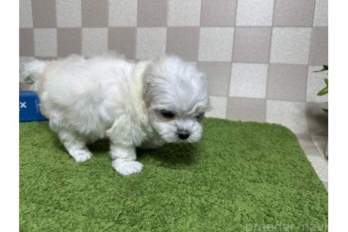 販売中の奈良県のマルチーズ-386400の4枚目