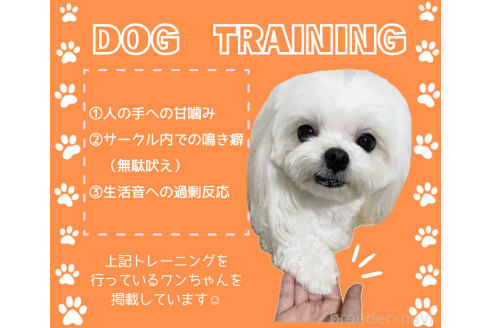 成約済の静岡県のミックス犬-373615の2枚目