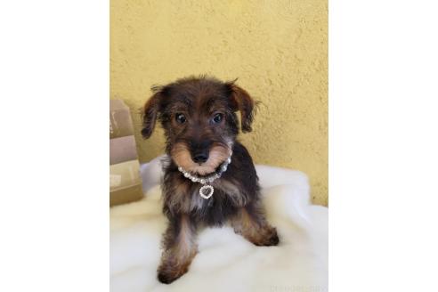 販売中の茨城県のミックス犬-378994の13枚目