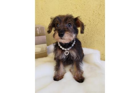 販売中の茨城県のミックス犬-378994の12枚目