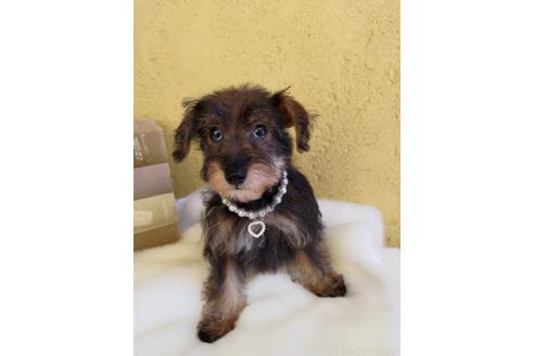 販売中の茨城県のミックス犬-378994の11枚目