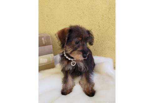 販売中の茨城県のミックス犬-378994の9枚目