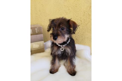 販売中の茨城県のミックス犬-378994の8枚目