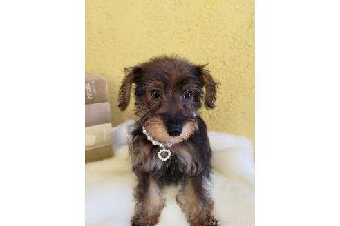 販売中の茨城県のミックス犬-378994の7枚目