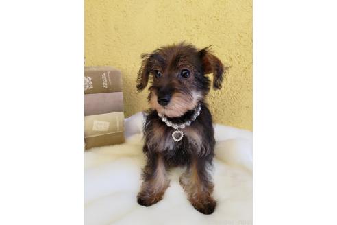 販売中の茨城県のミックス犬-378994の6枚目