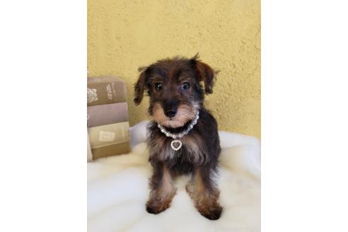 販売中の茨城県のミックス犬-378994の5枚目