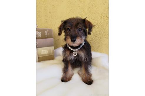 販売中の茨城県のミックス犬-378994の4枚目