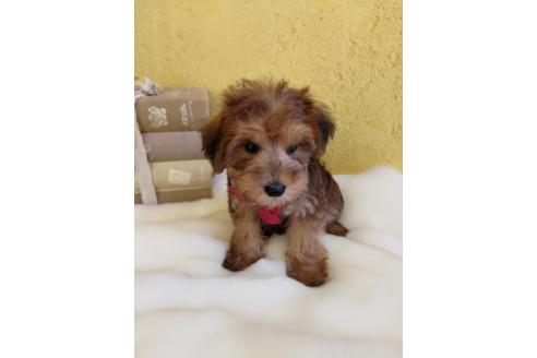 販売中の茨城県のミックス犬-386412の11枚目