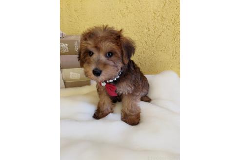 販売中の茨城県のミックス犬-386412の10枚目
