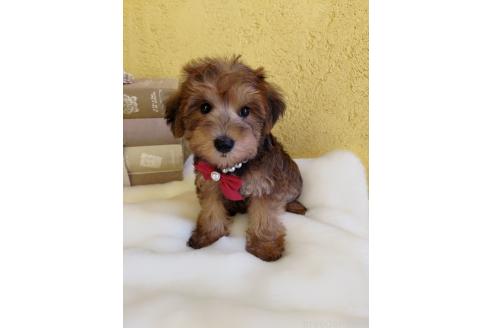 販売中の茨城県のミックス犬-386412の9枚目