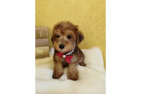販売中の茨城県のミックス犬-386412の8枚目