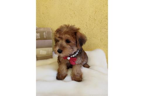 販売中の茨城県のミックス犬-386412の7枚目